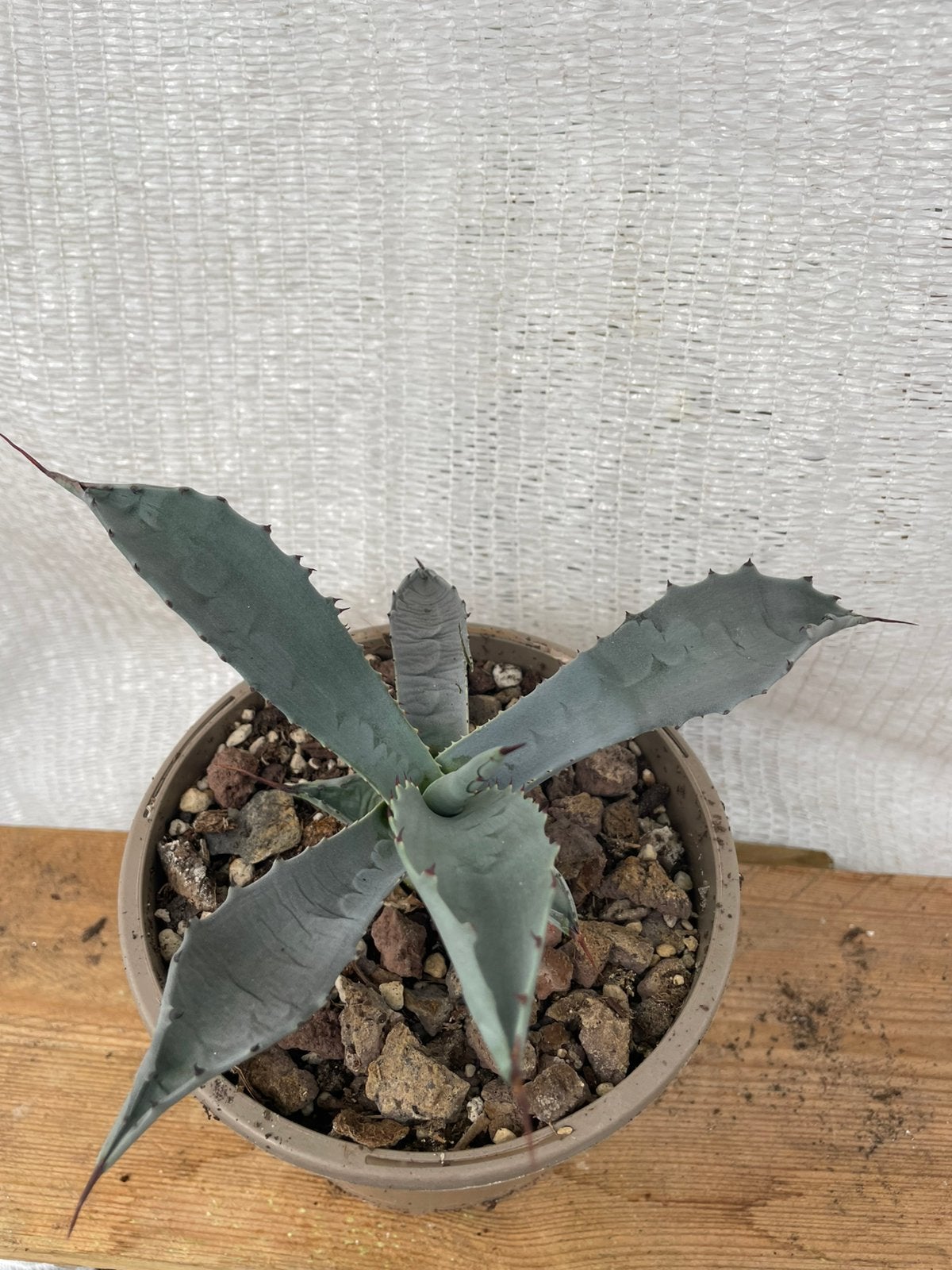 Agave Temacapulinensis, Tuinplant, Cactus, Ophalen of Verzenden, Cactus, Volle zon, Minder dan 100 cm