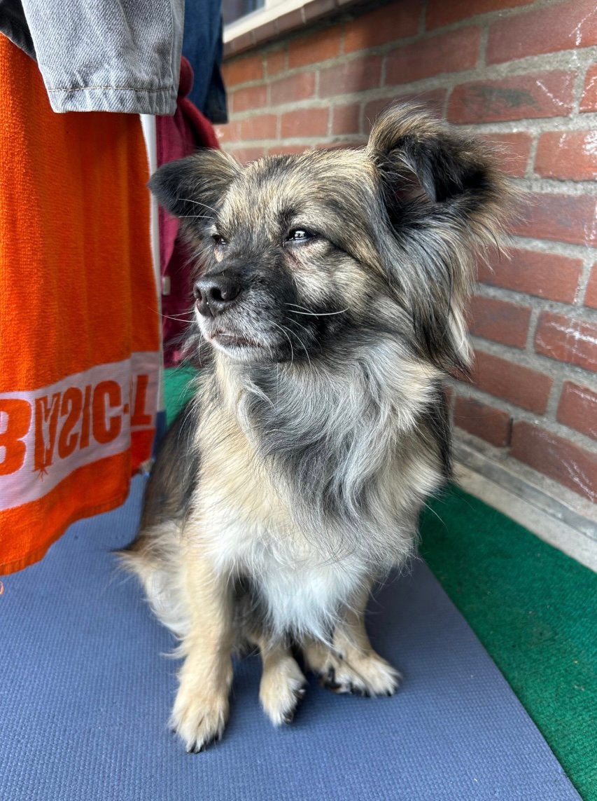 Op zoek naar tijdelijke oppas, Dieren en Toebehoren, 6 jaar of ouder, Reu, Parvo, Eén hond