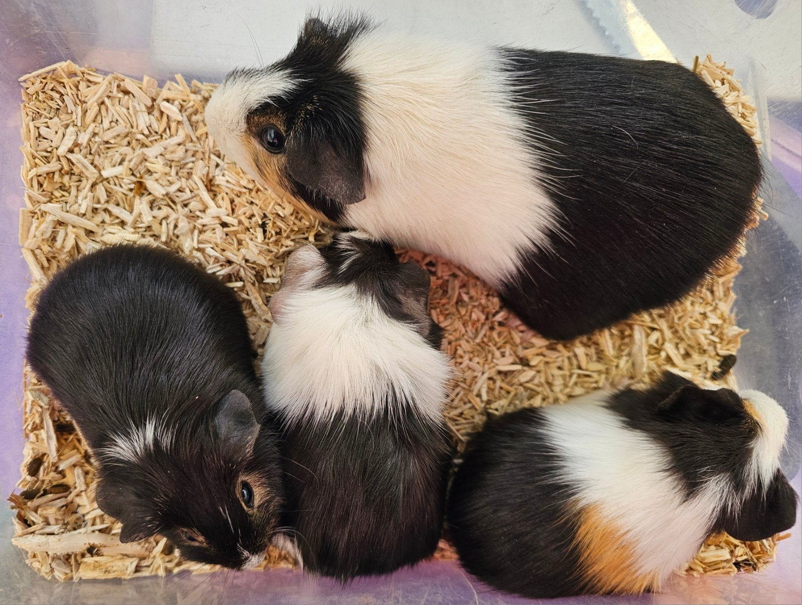 1 beertje en 2 vrouwtjes       geboren 1 mei, Dieren en Toebehoren, Knaagdieren, Cavia, April, Meerdere dieren, Tam