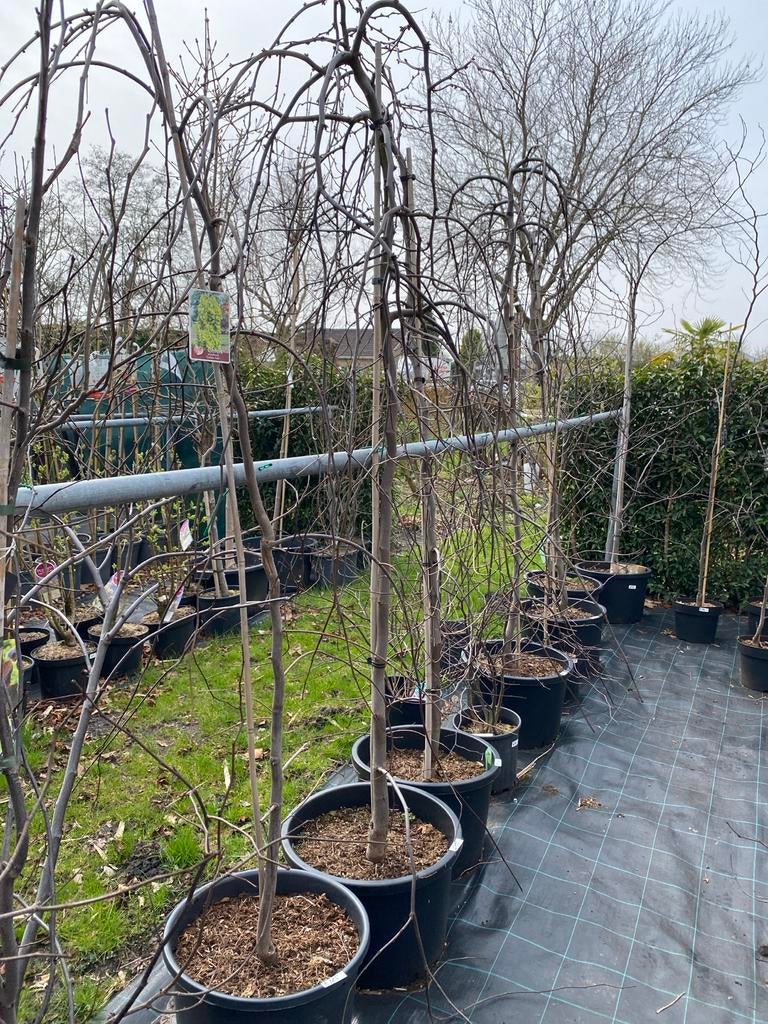 Grote Cercis bomen - Judasboom, Tuin en Terras, Overige soorten, Lente, 250 tot 400 cm, Ophalen