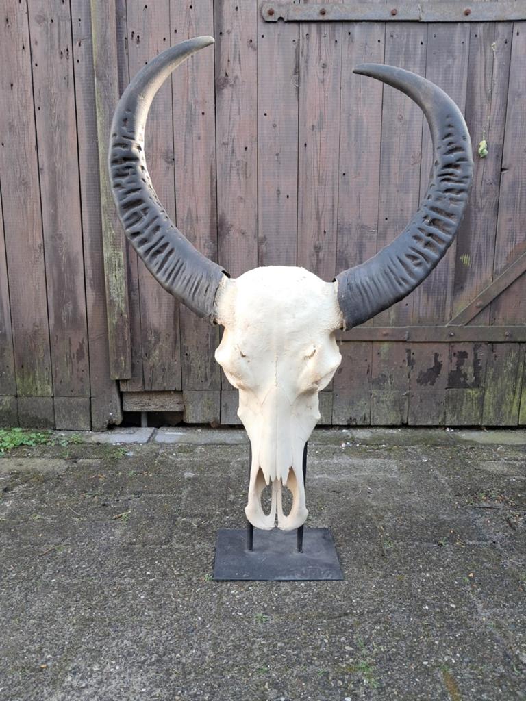 Echte buffelschedel XL met standaard – 94 cm – €110, Ophalen, Zo goed als nieuw, Opgezet dier