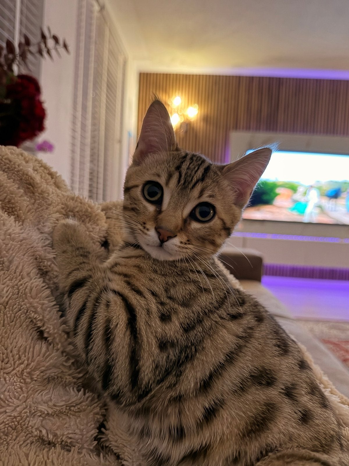 Mooie, lieve bengaal zoekt een nieuw huisje., Kater, Kortharig, 0 tot 2 jaar