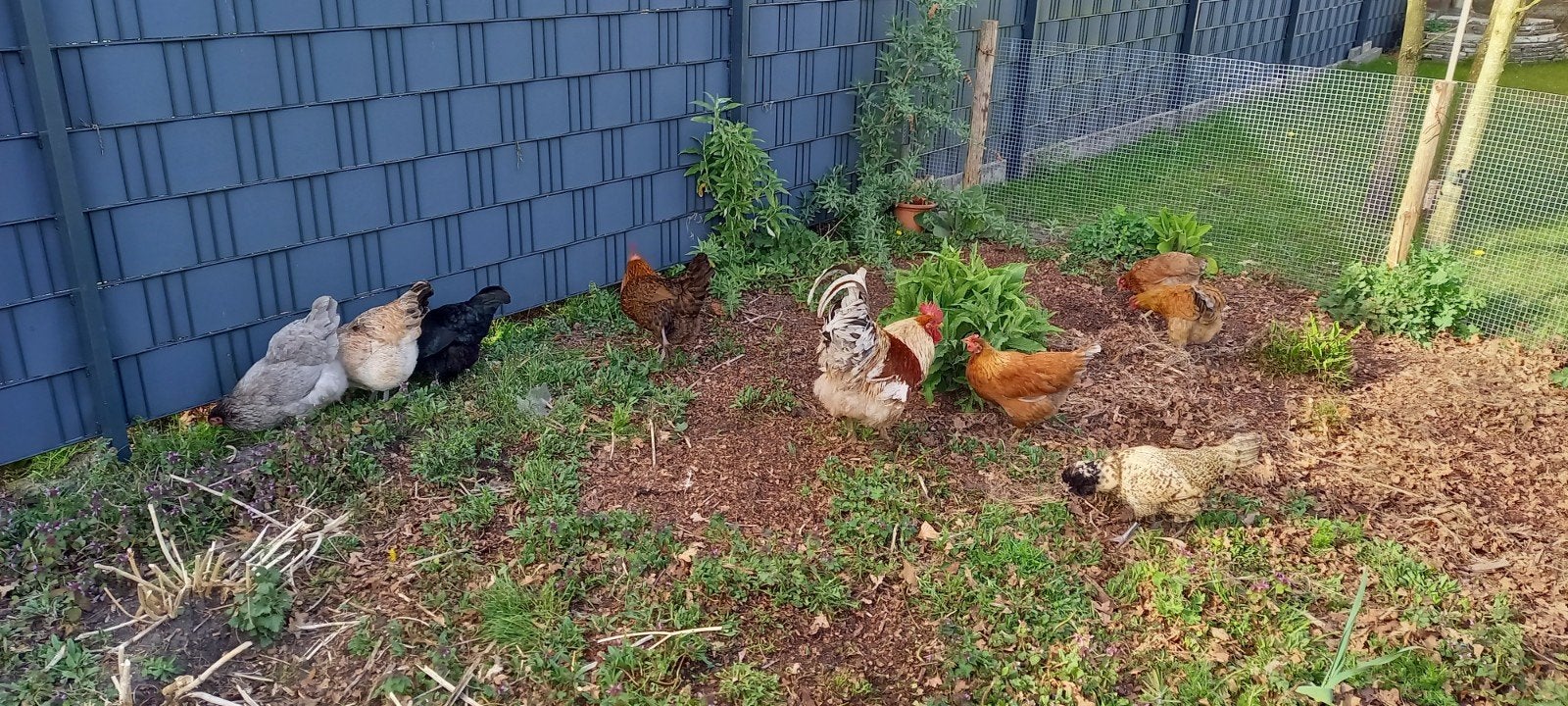Kleurleggers kippen te koop, "easter eggers", Meerdere dieren, Kip