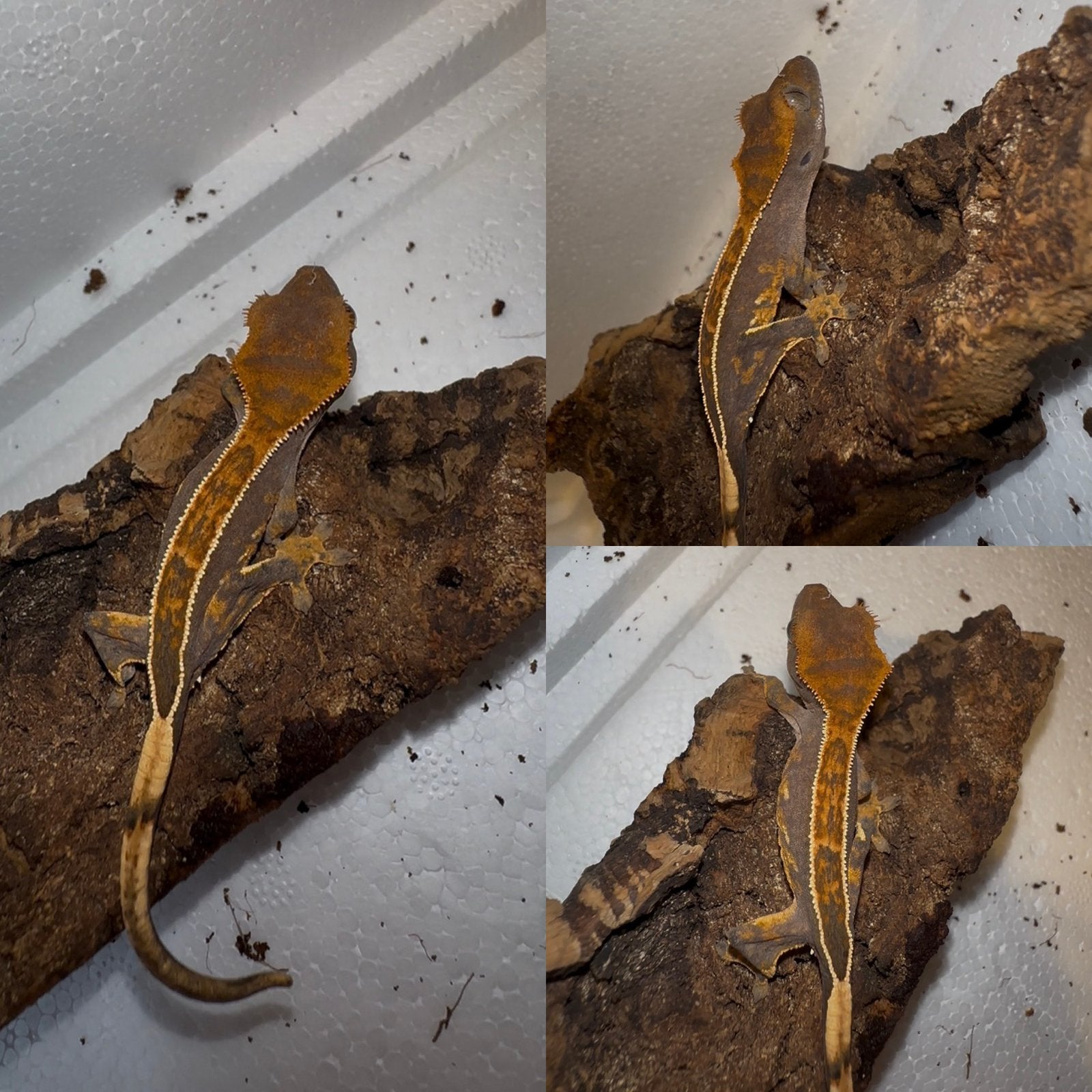 Wimpergekko baby, Dieren en Toebehoren, Reptielen en Amfibieën, Hagedis, Tam, 0 tot 2 jaar