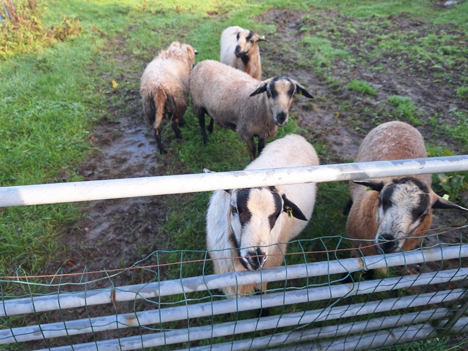 Maasduinen ooien, Vrouwelijk, Schaap