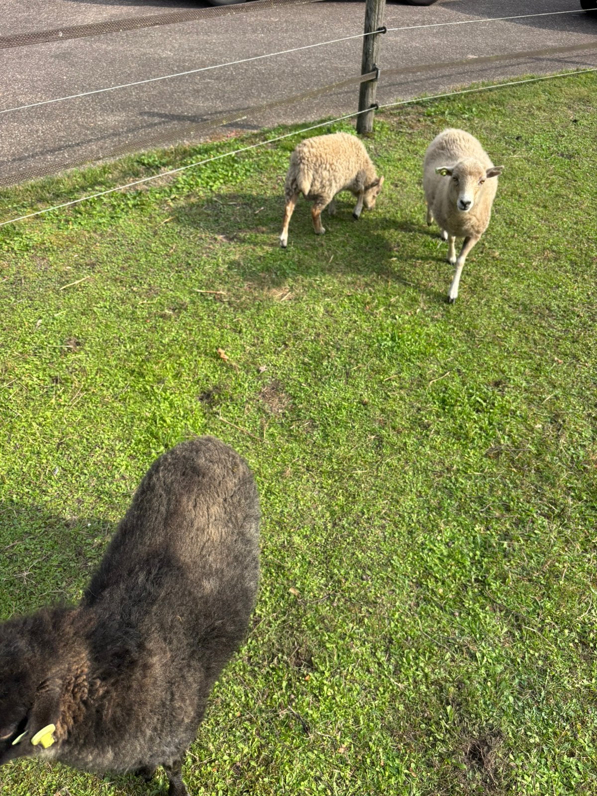 Quessant schapen, Dieren en Toebehoren, Vrouwelijk, Schaap