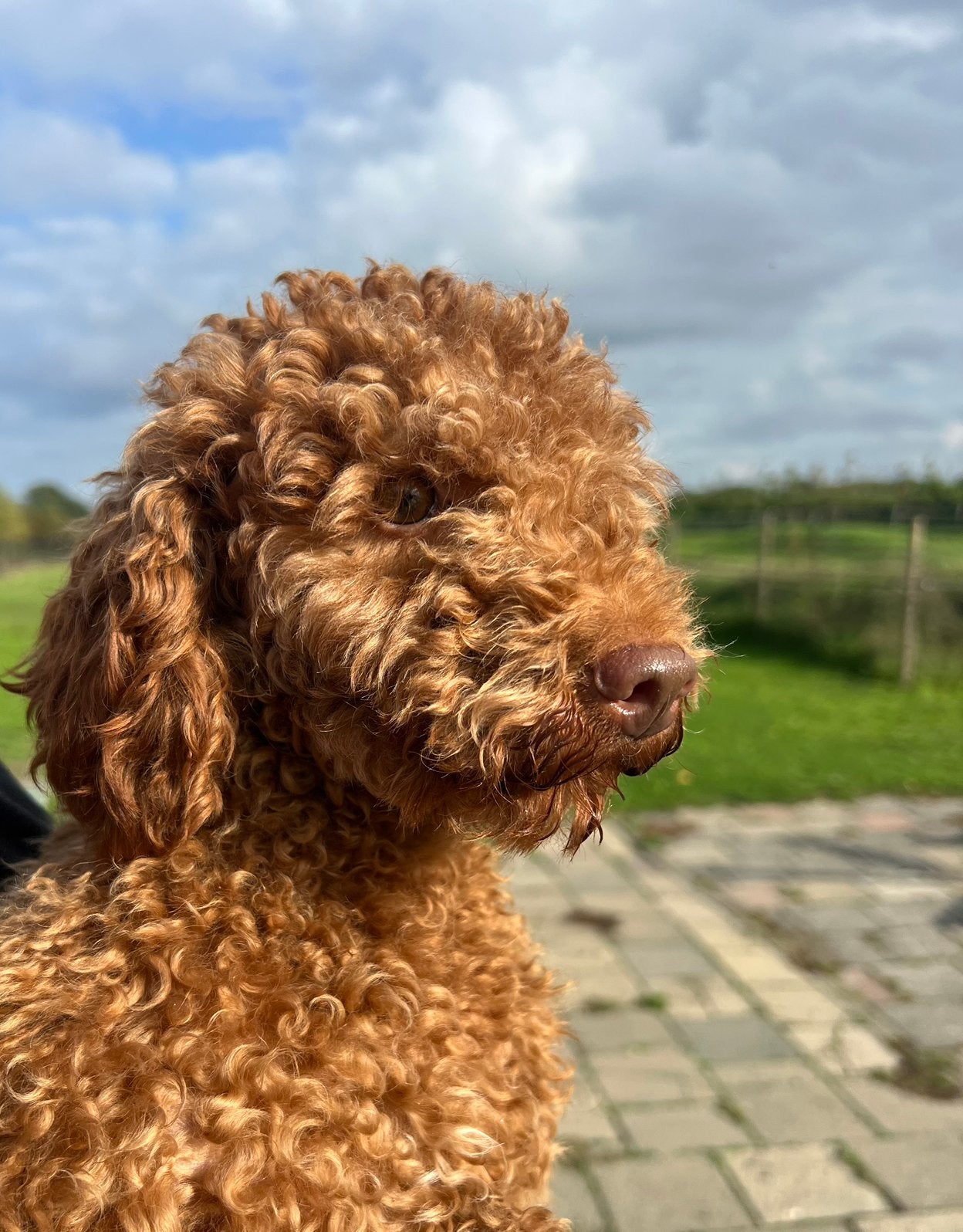 Super lieve toy poedel reutje 6 kilo zoekt lief gedin, Dieren en Toebehoren, Poedel, Reu, CDV (hondenziekte), 1 tot 2 jaar