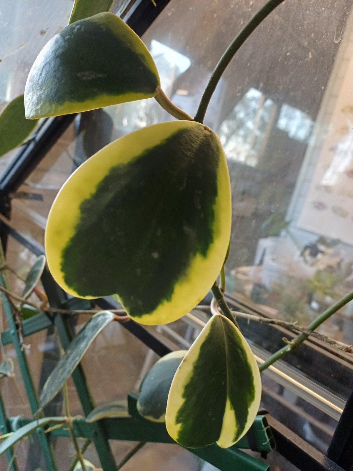 Hoya Kerrii Variegata - Hartjesplant, Tuin en Terras, Planten | Tuinplanten, Volle zon, Vaste plant, Ophalen of Verzenden, Klimplanten
