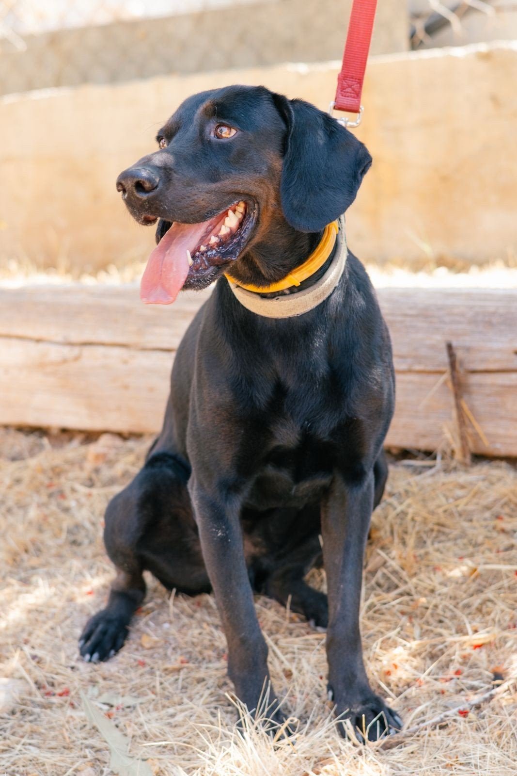labrador cross Jackson verdient eigen plekje, Buitenland, Eén hond, CDV (hondenziekte), Reu