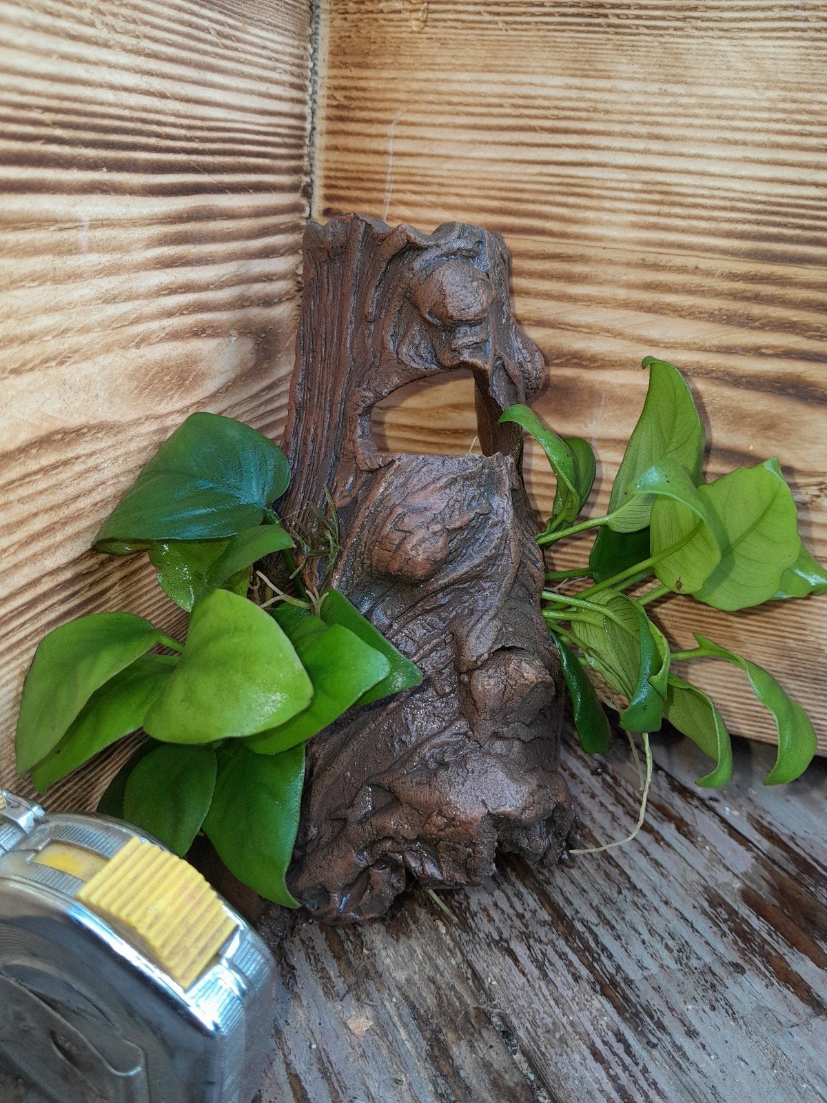 aquarium ornament met anubia, Dieren en Toebehoren, Ophalen