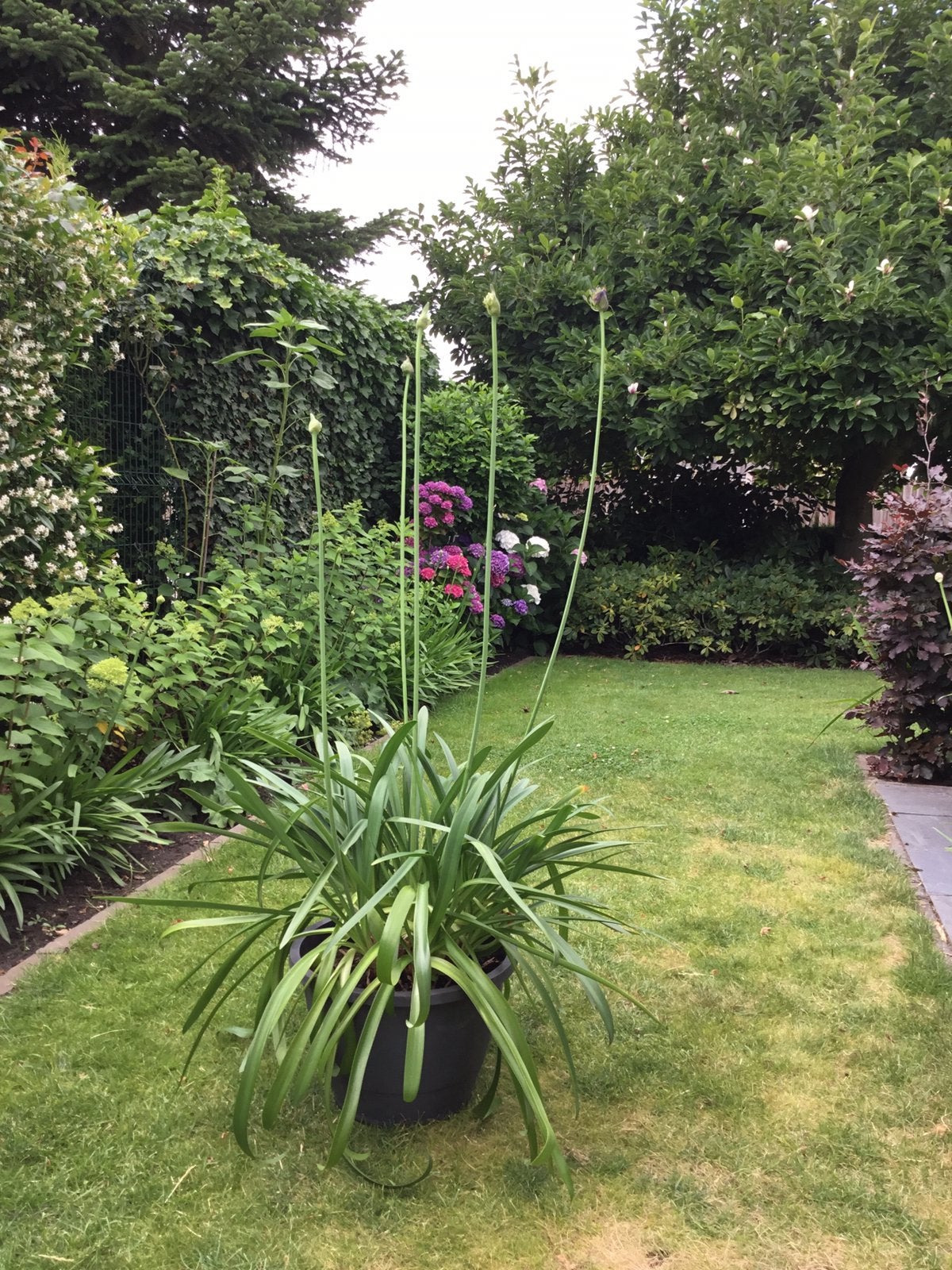 Agapanthus, Tuin en Terras, Bloeit niet, Overige soorten, Minder dan 100 cm, Ophalen