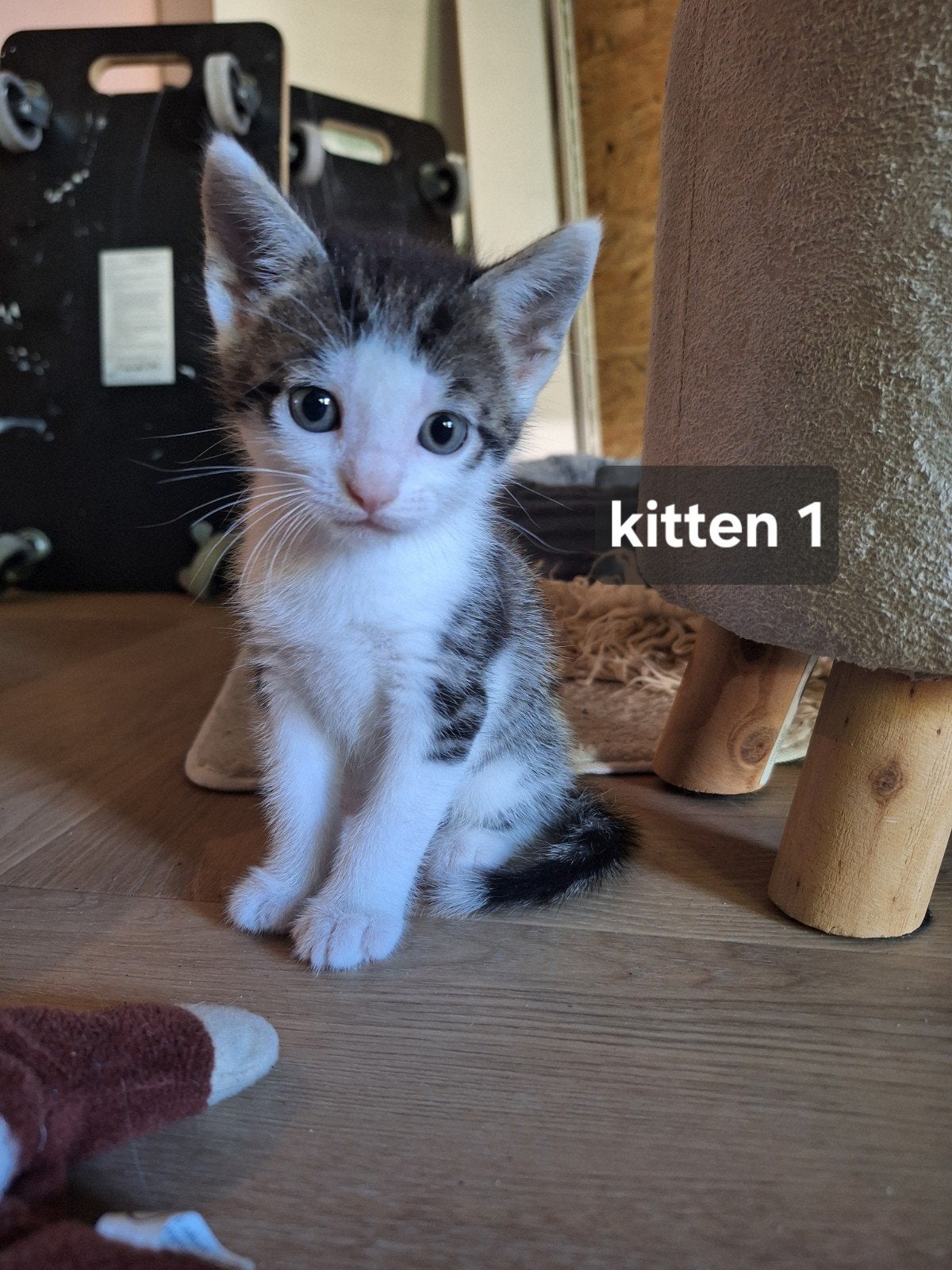 Kittens, Dieren en Toebehoren, Katten en Kittens | Raskatten | Korthaar, Meerdere dieren, Ontwormd, 0 tot 2 jaar