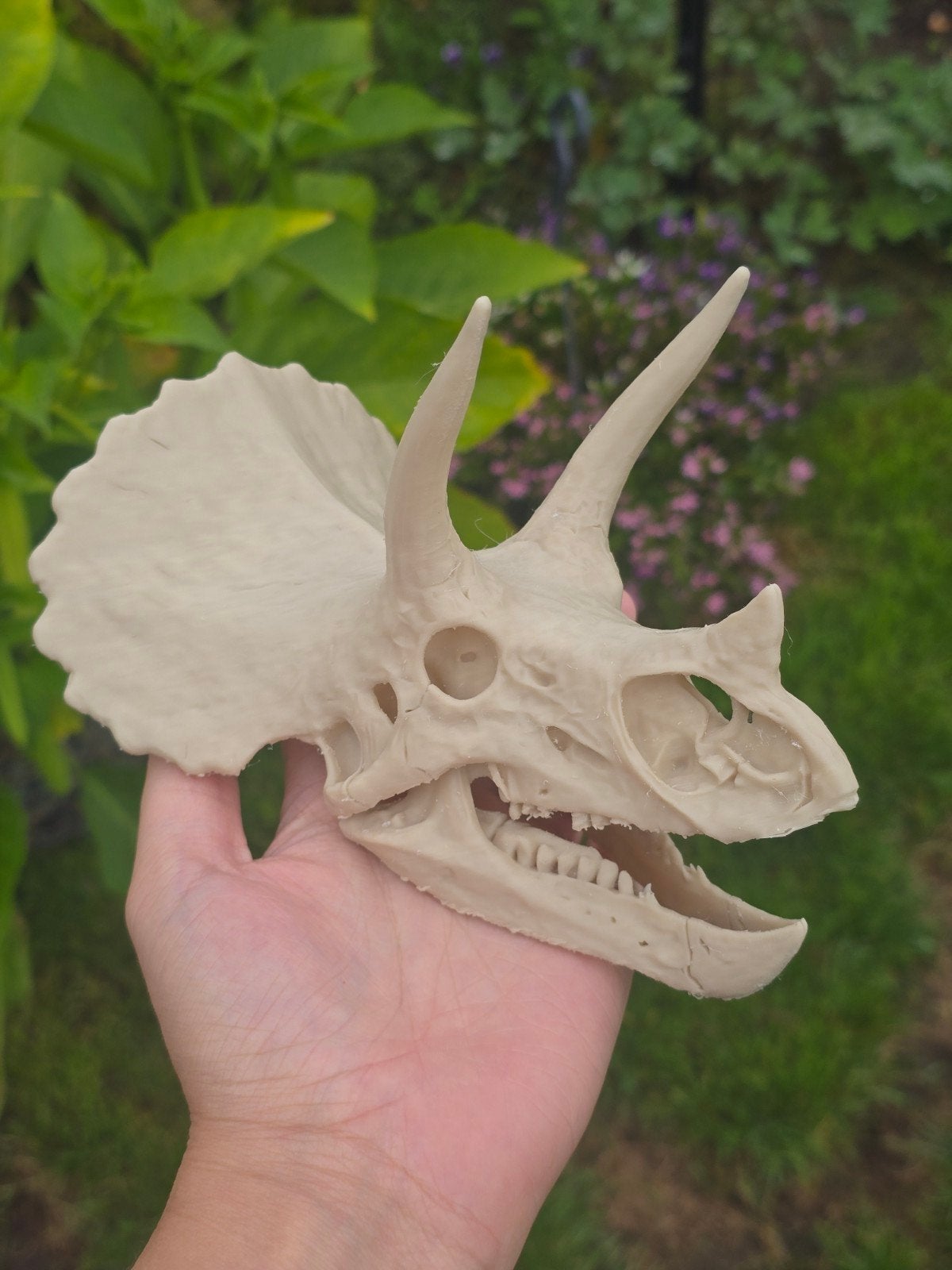 3D Geprint Triceratops Schedel Bot, Ophalen of Verzenden, Gebruikt, Dier