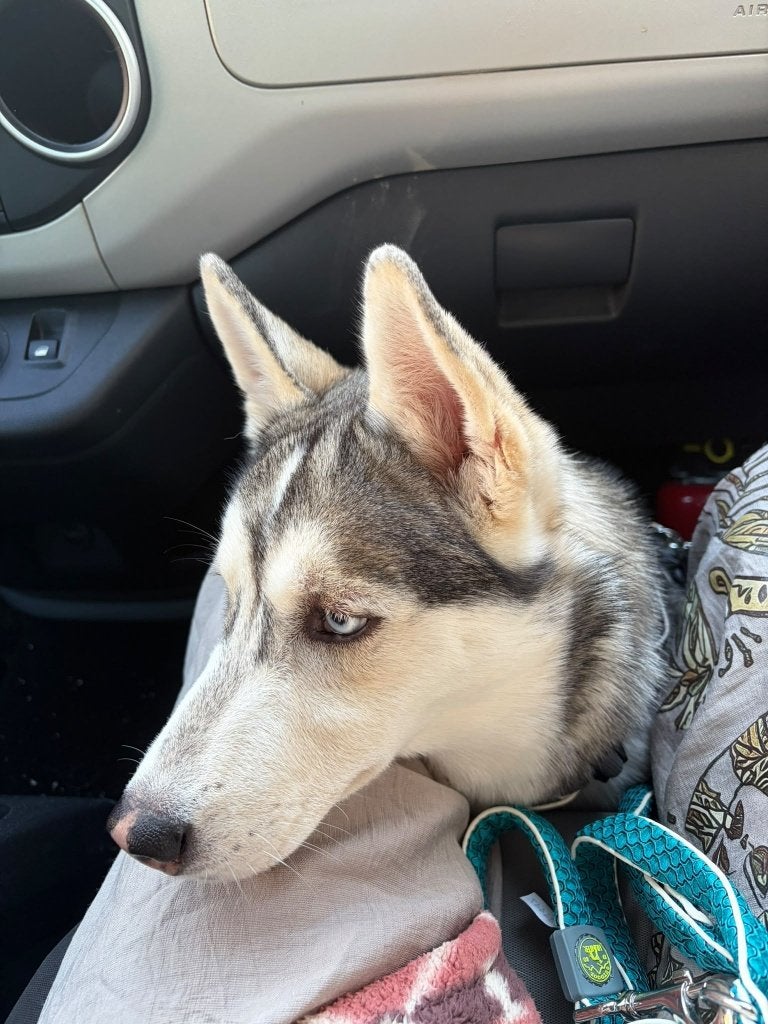 Zeer lieve Husky  puber pup blauwe ogen, Dieren en Toebehoren, België, Particulier, CDV (hondenziekte), 8 tot 15 weken
