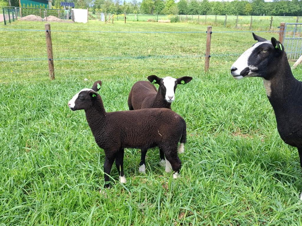 Zwartbles ooilammeren, Vrouwelijk, Schaap