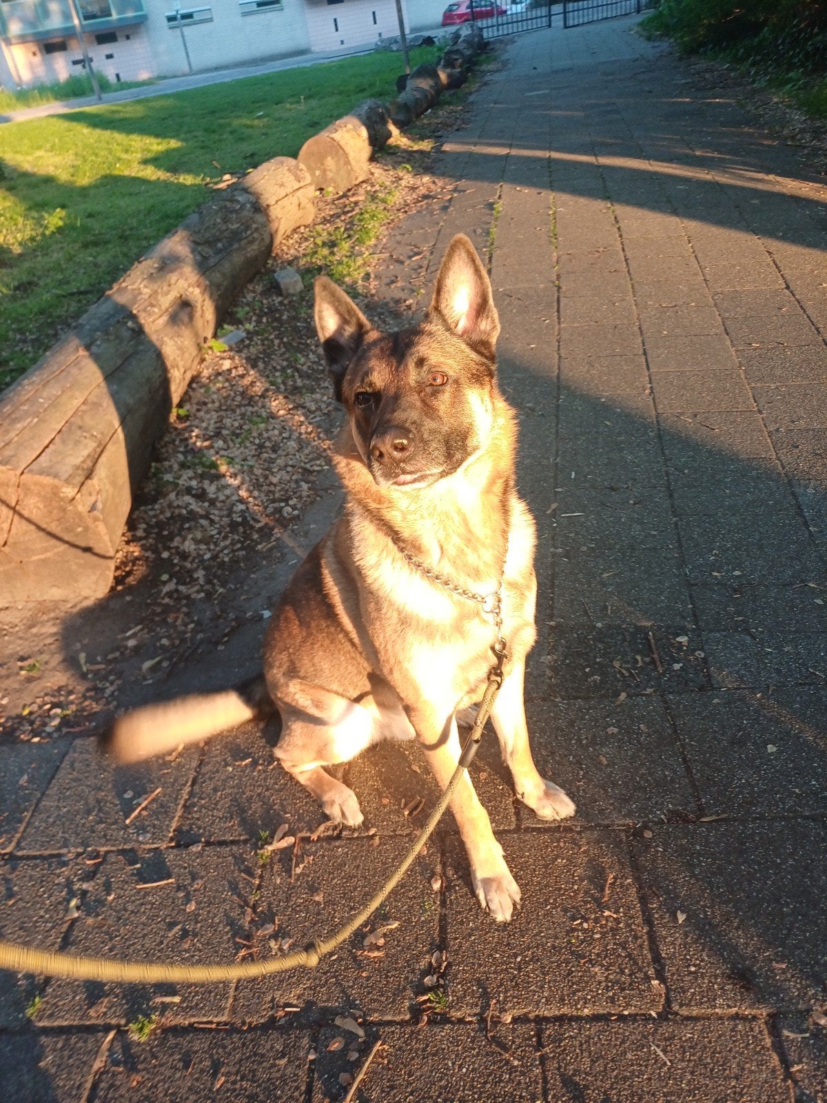 Herders hond. Reu., 6 jaar of ouder, Reu, Eén hond, Herder
