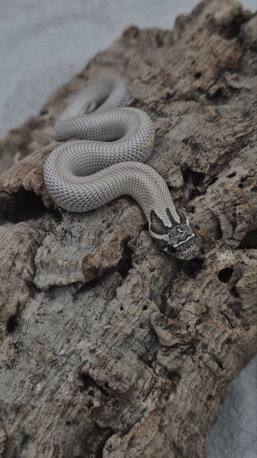 Haakneusslang het snow Hognose Snake photo 3