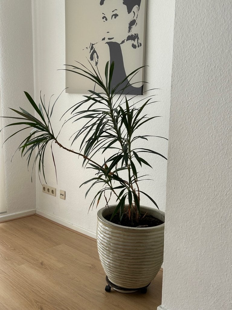plantepot, Tuin en Terras, Ophalen, Steen, Gebruikt, Minder dan 60 cm