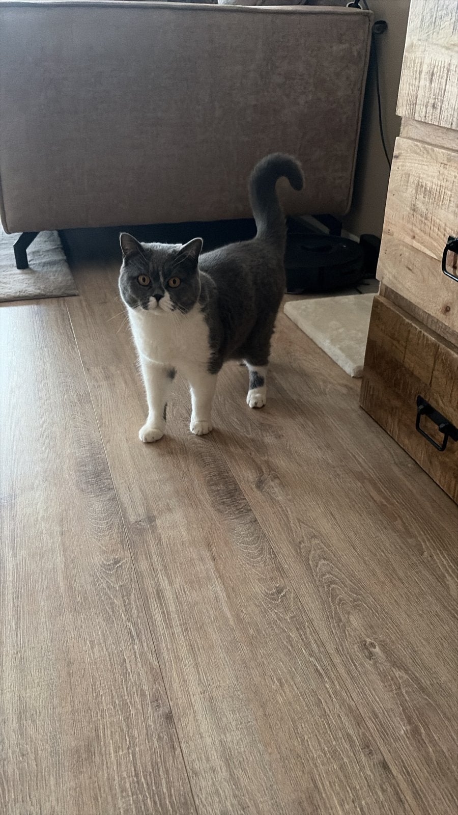 Britse korthaar poes, Poes, Gechipt, 0 tot 2 jaar
