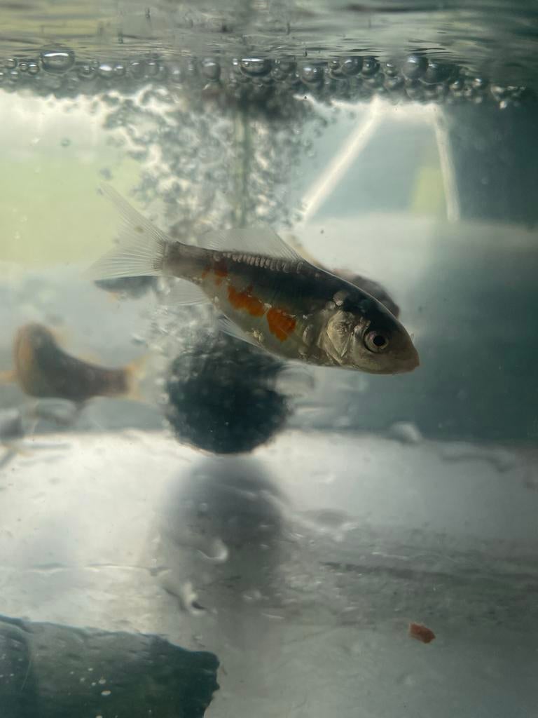 Shusui baby koi 5-8cm, Vis, Zoetwatervis, Schoolvis
