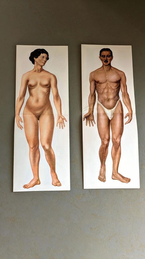 Anatomische platen man en vrouw J.F. Schreiber, Antiek en Kunst, Antiek | Schoolplaten, Ophalen of Verzenden, Natuur en Biologie