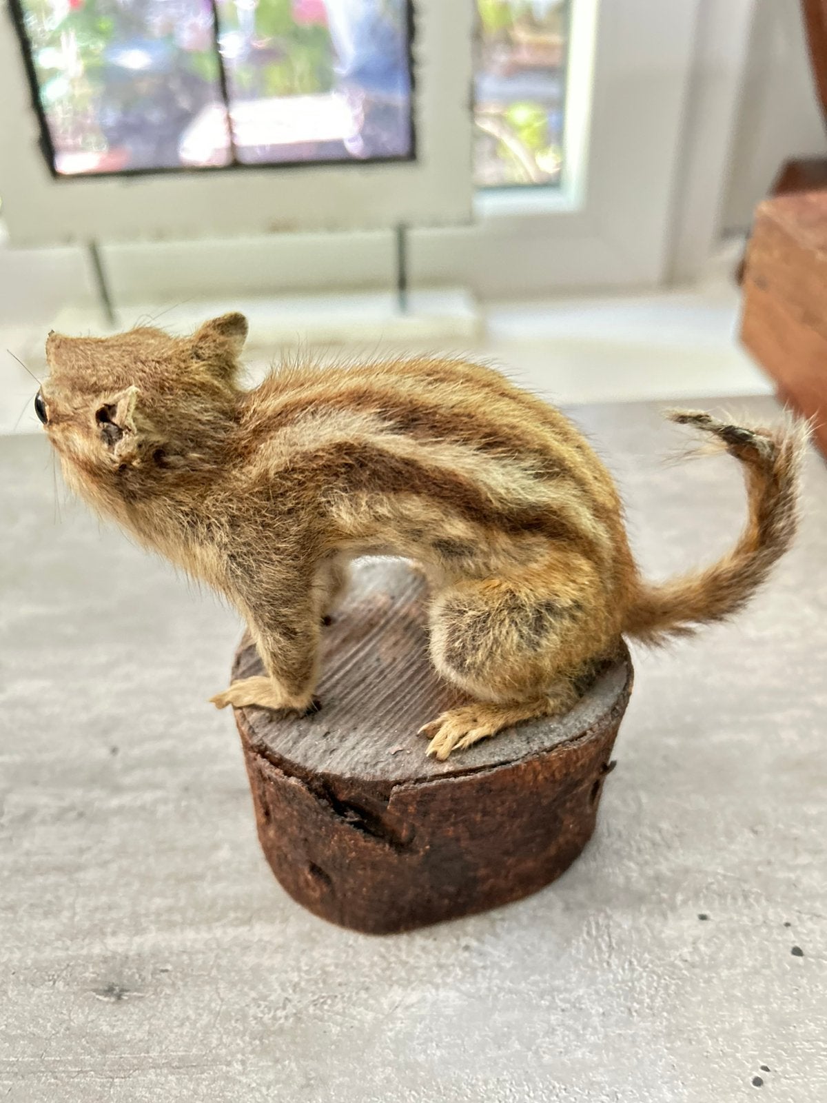 Opgezette echte Siberische eekhoorn, Aziatische eekhoorn, Ophalen of Verzenden, Nieuw, Wild dier, Opgezet dier