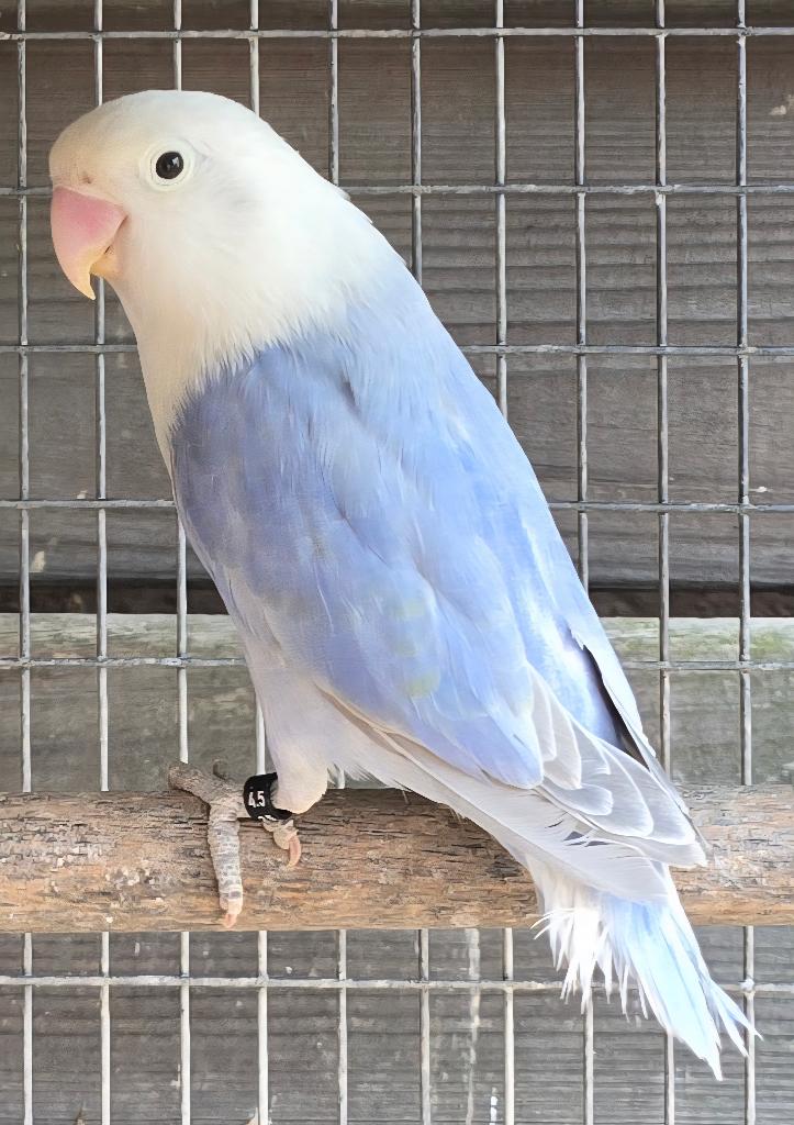 2 Ef Sapphire Opaline Dilute Fischeri, Meerdere dieren, Dwergpapegaai of Agapornis, Geringd