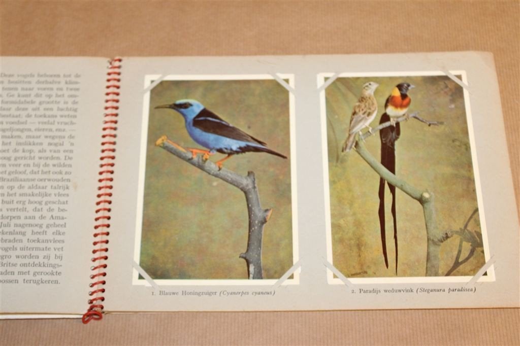 Vogelpracht in Avifauna Dl. 1. Compleet plaatjesalbum., Ophalen of Verzenden, Gelezen