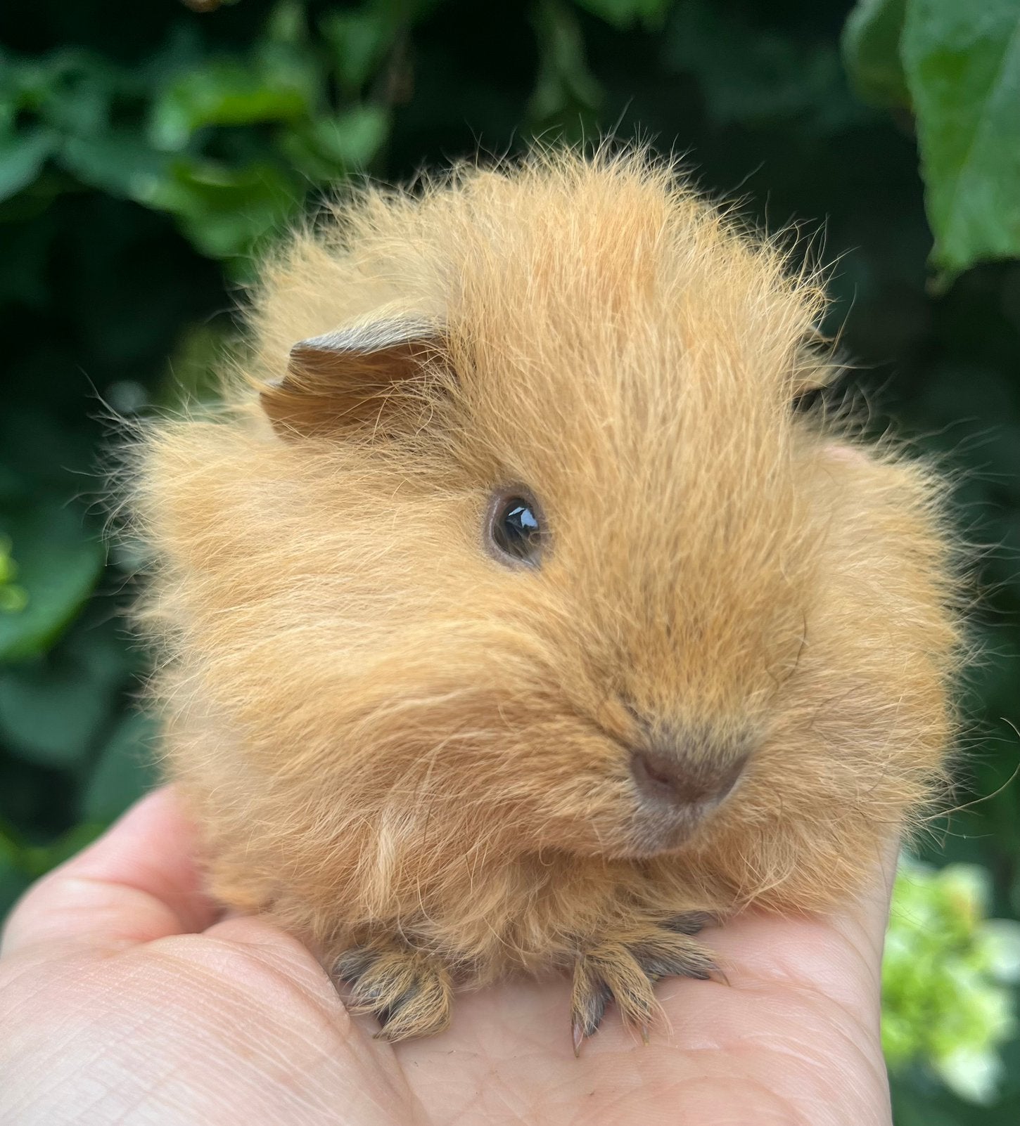 Met de hand grootgebracht Crème California CH teddy beertje., Cavia, Mannelijk, Mei, Tam