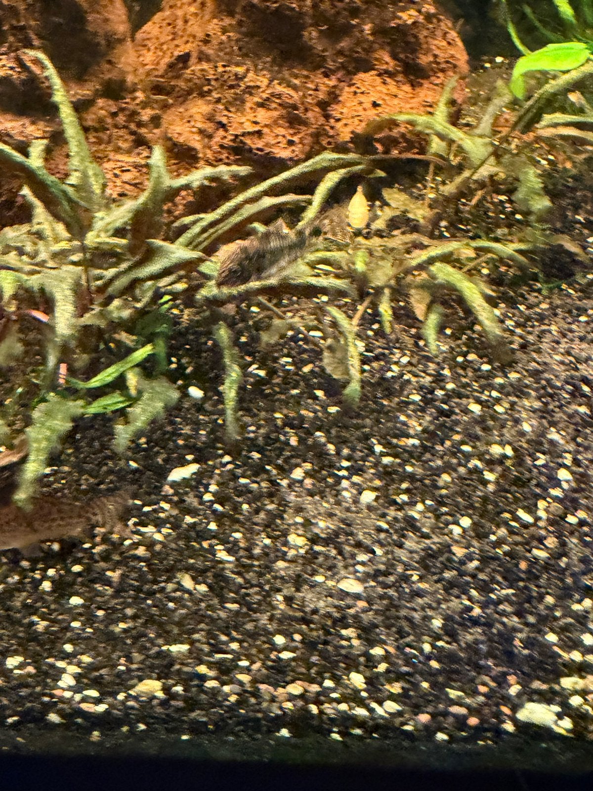 Corydoras paleatus, Dieren en Toebehoren, Vis