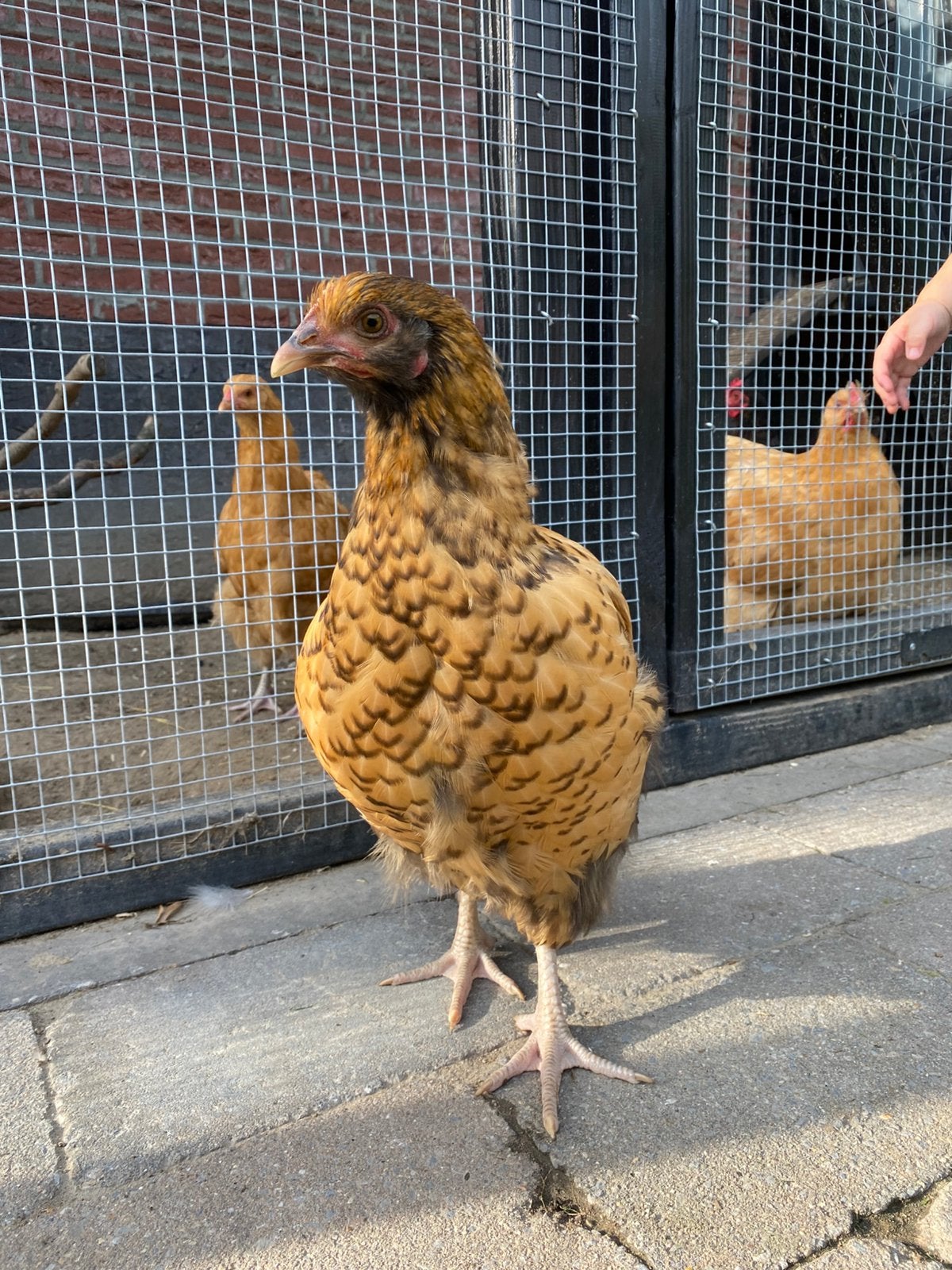 Jonge Orpington – vermoedelijk hennetje, Dieren en Toebehoren, Vrouwelijk, Kip