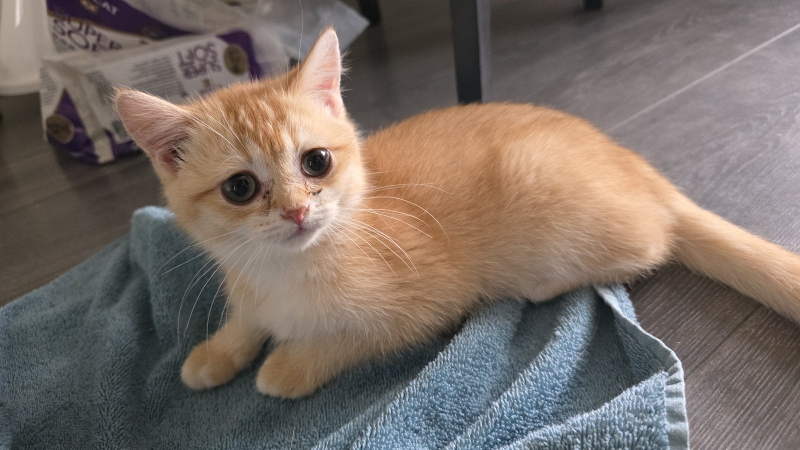 Prachtige Britse Korthaar kittens beschikbaar!, Meerdere dieren