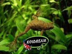 Klauwkikker dwerg en albino bij Koidreams in Valburg, Overige typen, Zoetwatervis