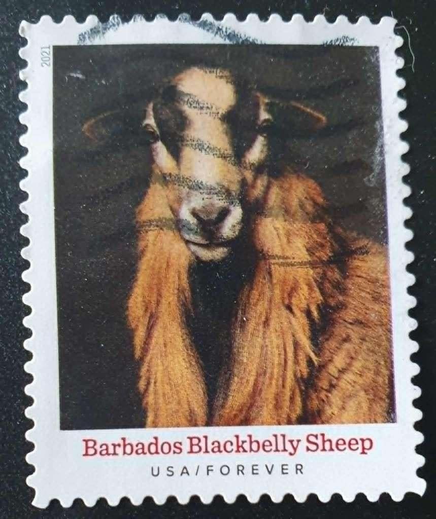 136-26 USA 2021 / Barbados Blackbelly Sheep, Verzenden, Gestempeld, Noord-Amerika