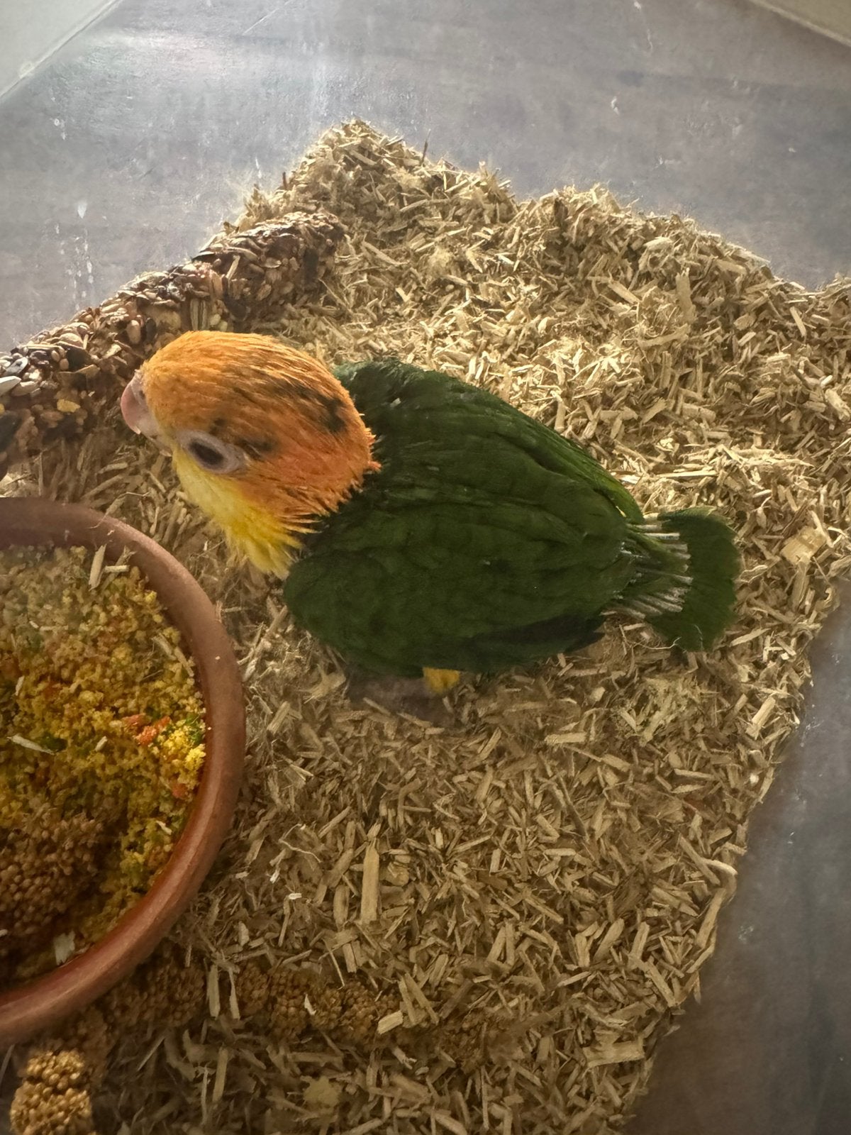 roestkop caique, Geslacht onbekend, Papegaai, Geringd