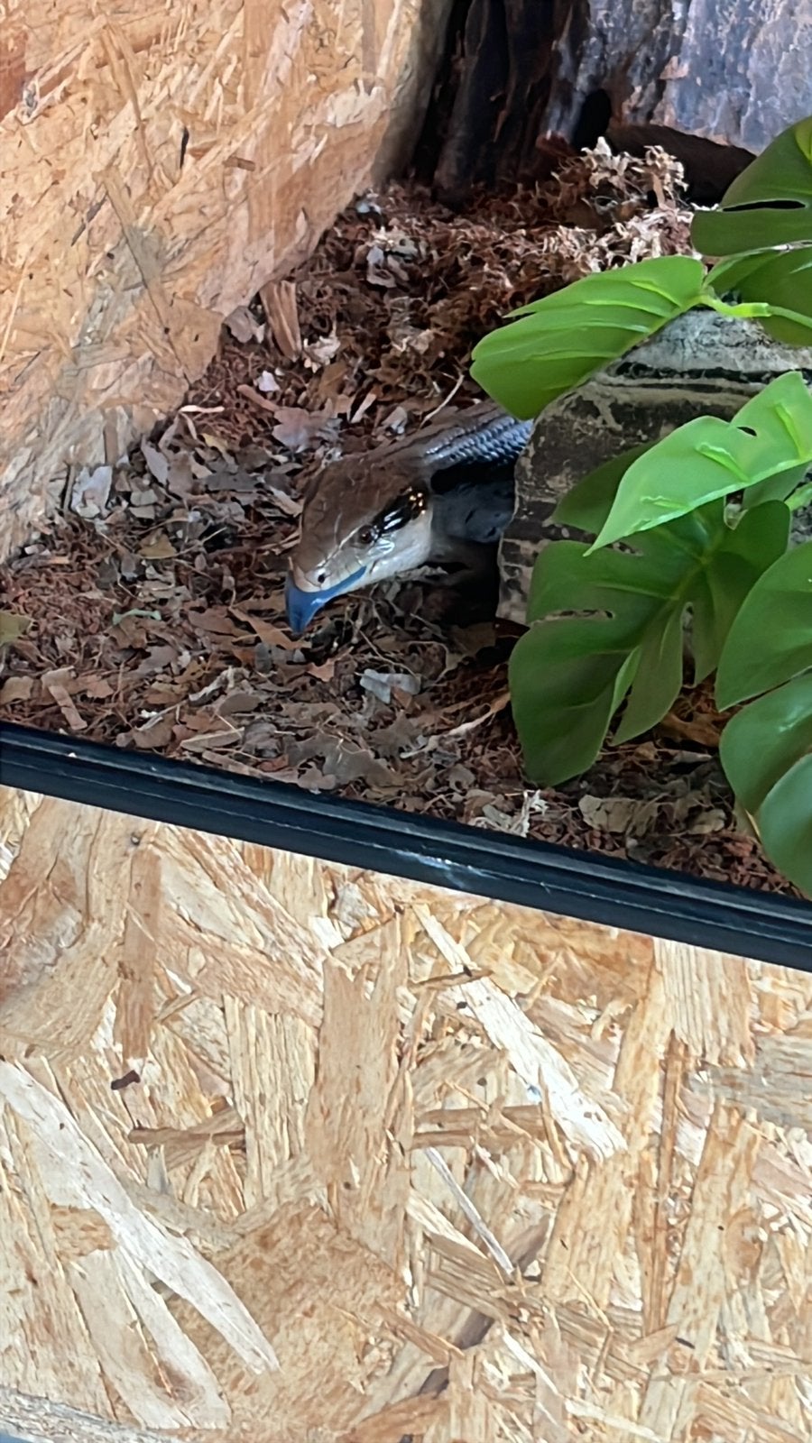 Blauwtong skink + compleet osb terrarium Blue Tongue Skink photo 4