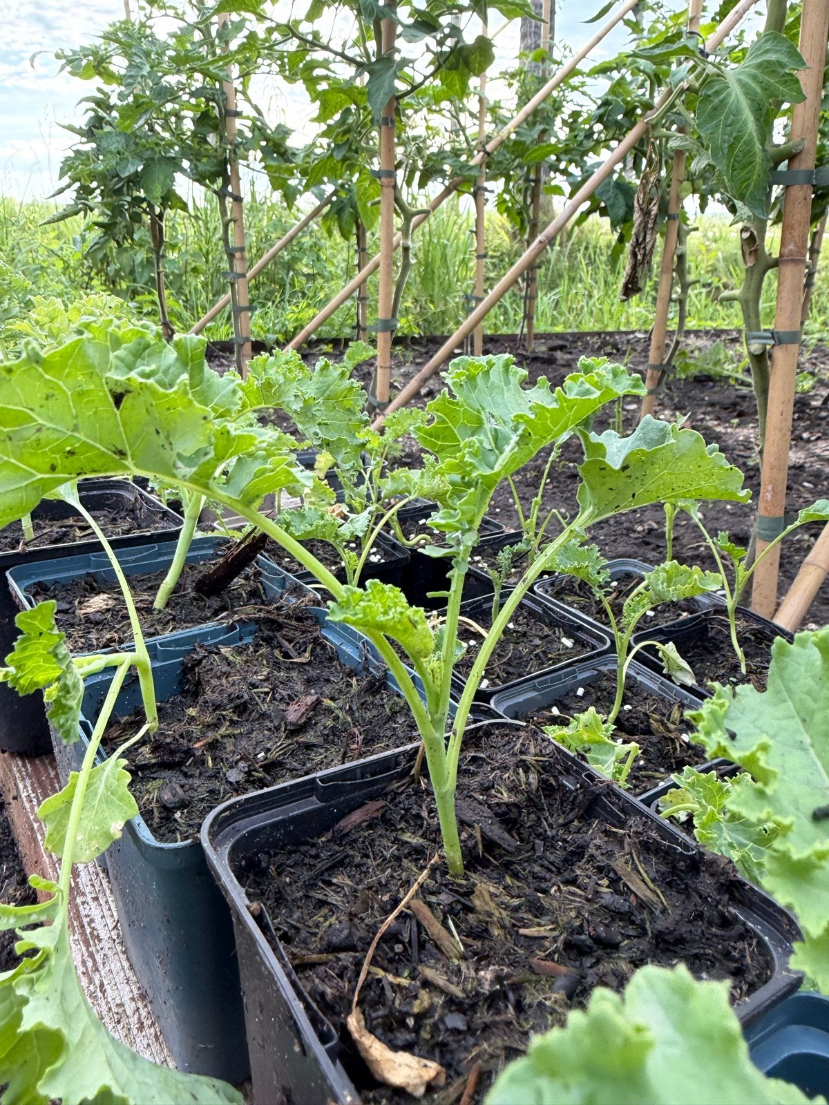 Boerenkool plantjes, Tuin en Terras, Planten | Tuinplanten, Ophalen, Volle zon, Groenteplanten, Bloeit niet