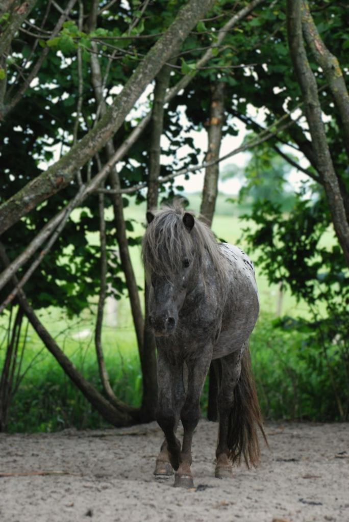 Appaloosa ter dekking aangeboden, Dieren en Toebehoren, Ophalen of Verzenden, Recreatie