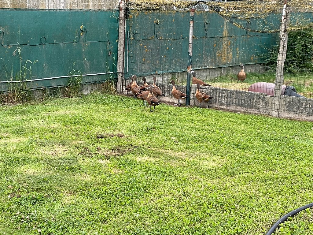 Eenden en ganzen, Meerdere dieren, Eend