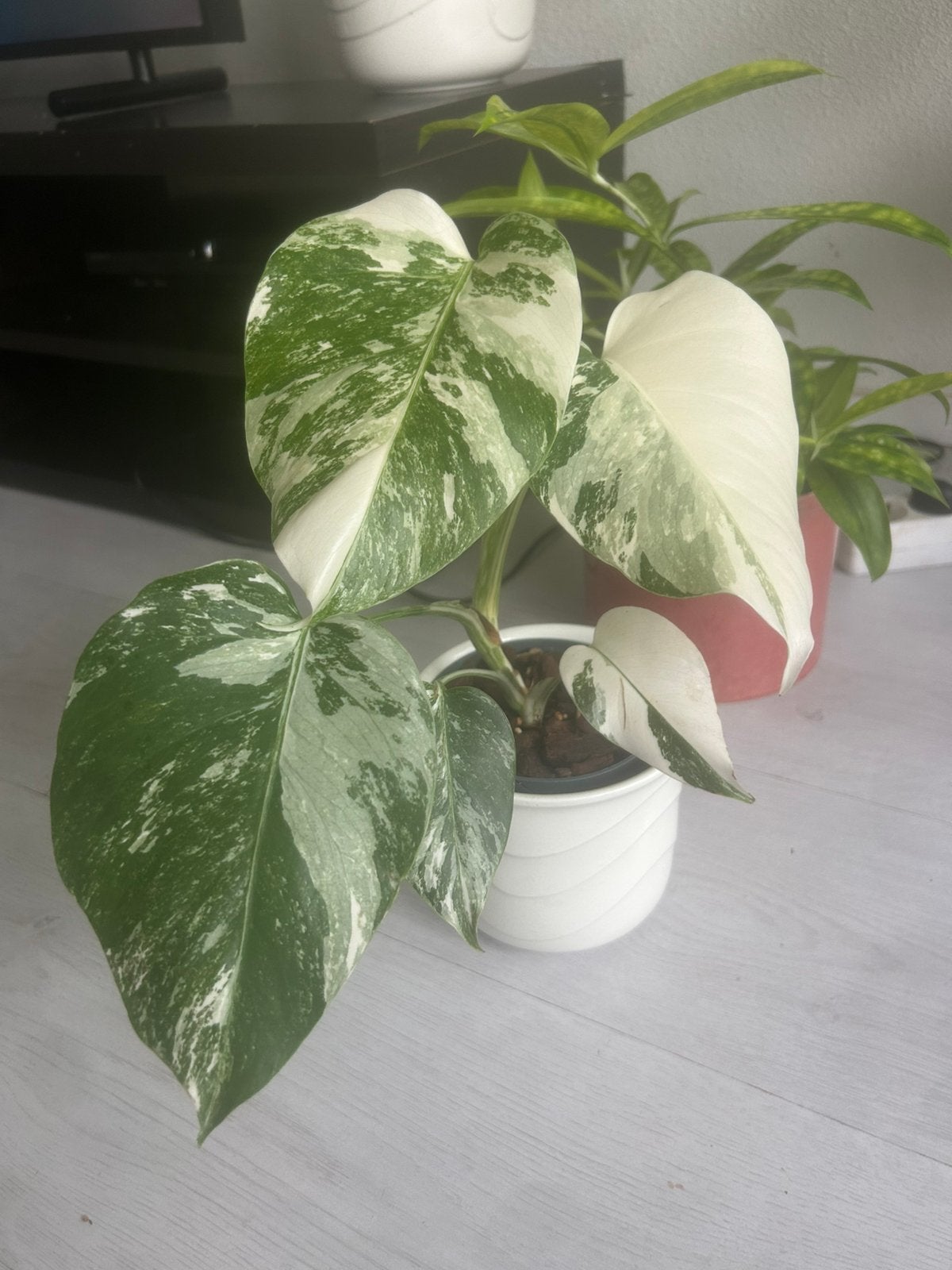 Monstera albo variegata n 2, Huis en Inrichting, In pot, Minder dan 100 cm, Groene kamerplant, Halfschaduw