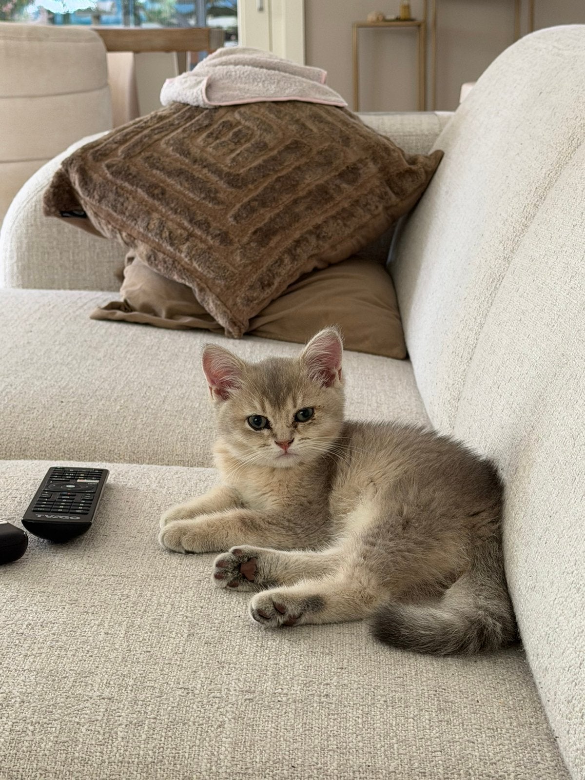 Britse korthaar kater, Kater, Ontwormd, 0 tot 2 jaar