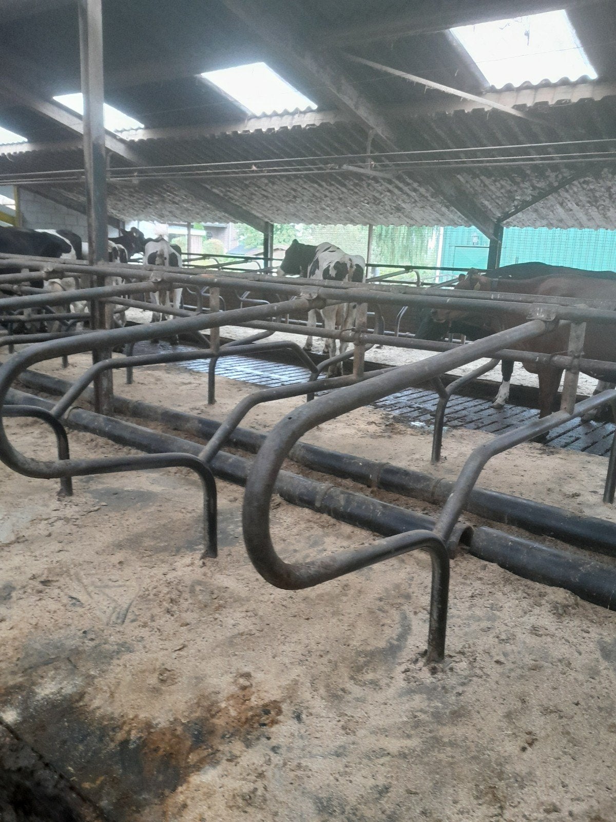 Beerenpoot ligboxen, Dieren en Toebehoren