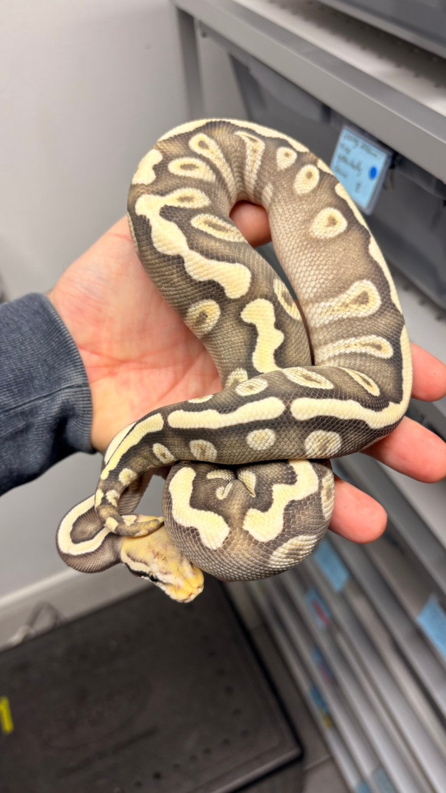 Pastel mojave ghi desert ghost ball python Ball Python photo 2