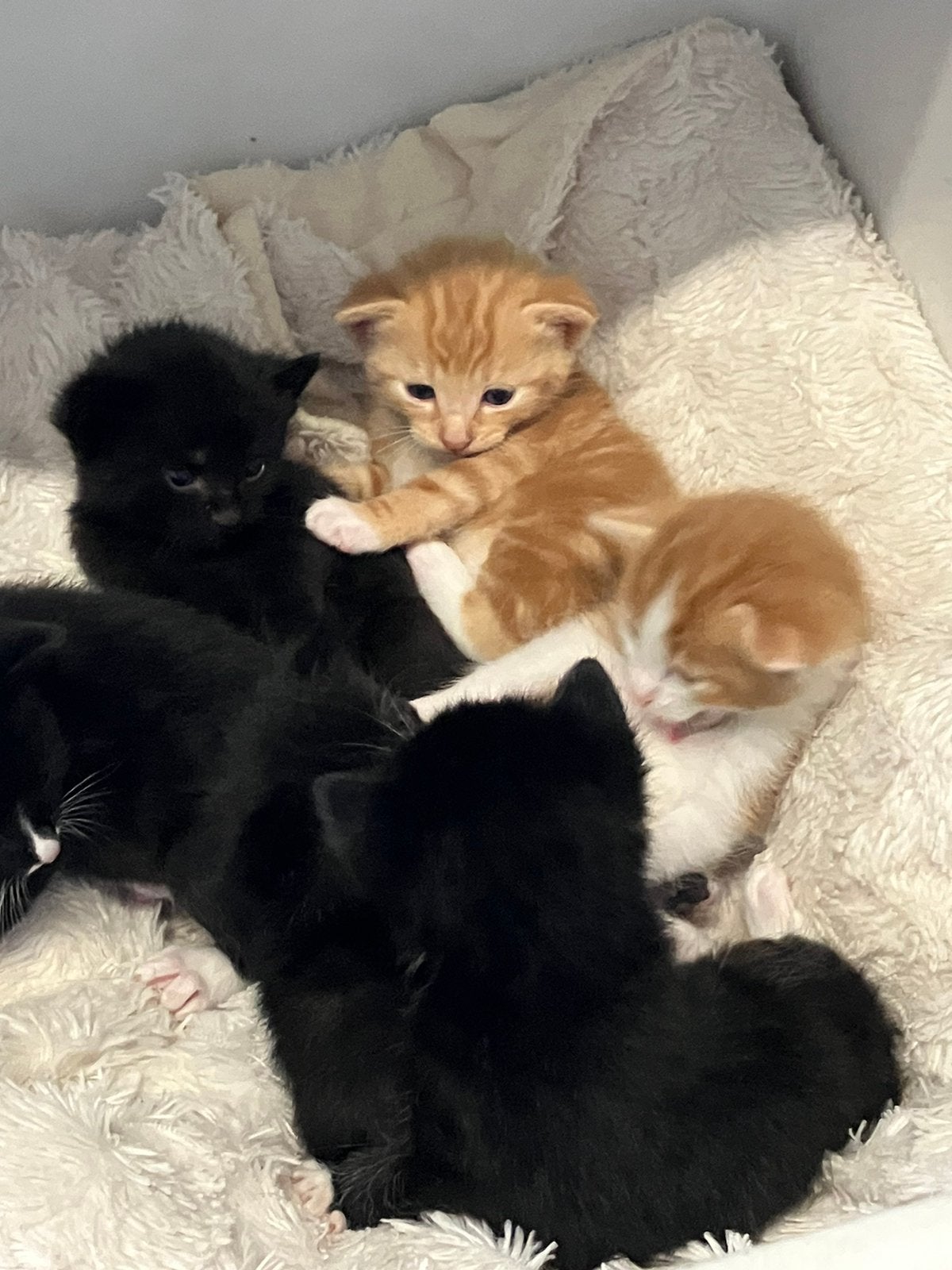 Prachtig nestje kittens met INENTING en check dierenarts, Kater