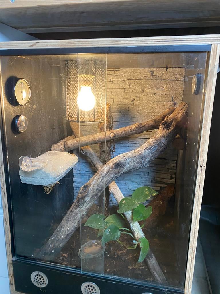 Terrarium 50x50x70 met vrouwtje wimpergekko, Dieren en Toebehoren, Ophalen, Zo goed als nieuw