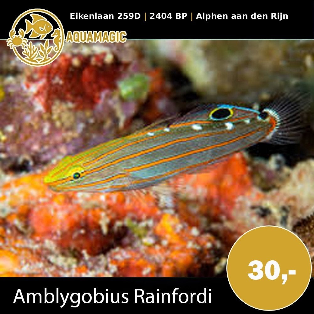 amblygobius rainfordi, Vis, Zoutwatervis