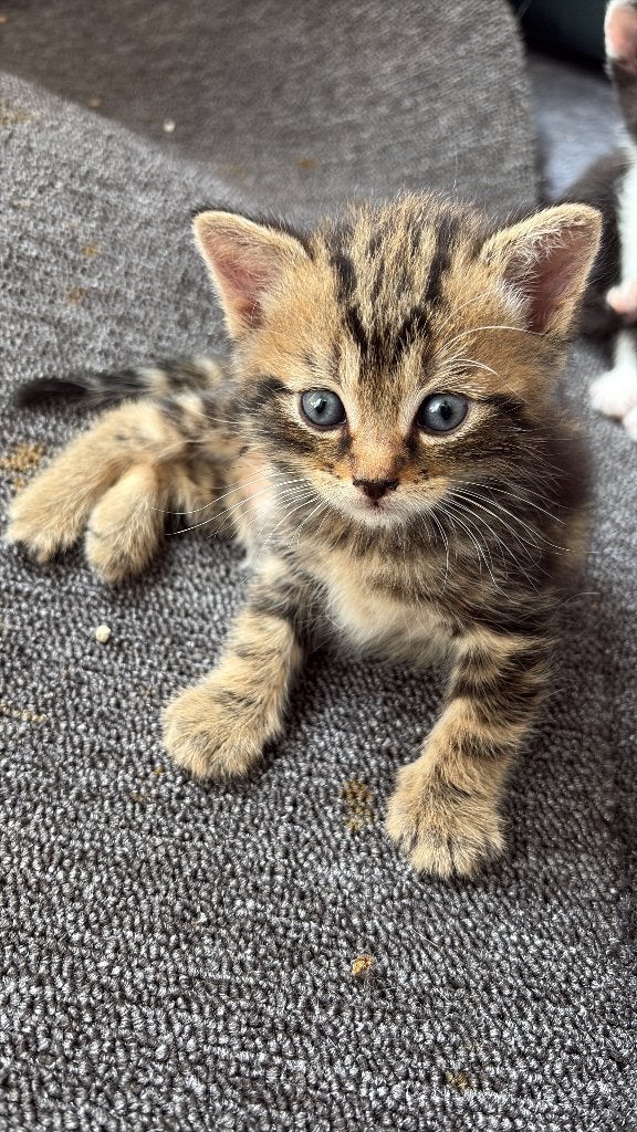 Britse korthaar, Dieren en Toebehoren, Katten en Kittens | Raskatten | Korthaar, Meerdere dieren, 0 tot 2 jaar