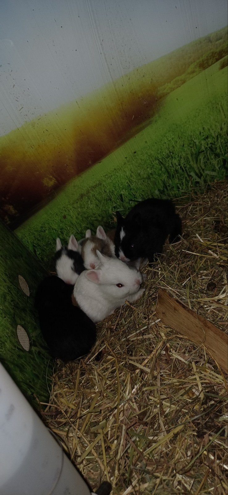 Loffelohr/kleurdwerg 30 juni geboren, Dieren en Toebehoren, Konijnen, Meerdere dieren, Dwerg, 0 tot 2 jaar