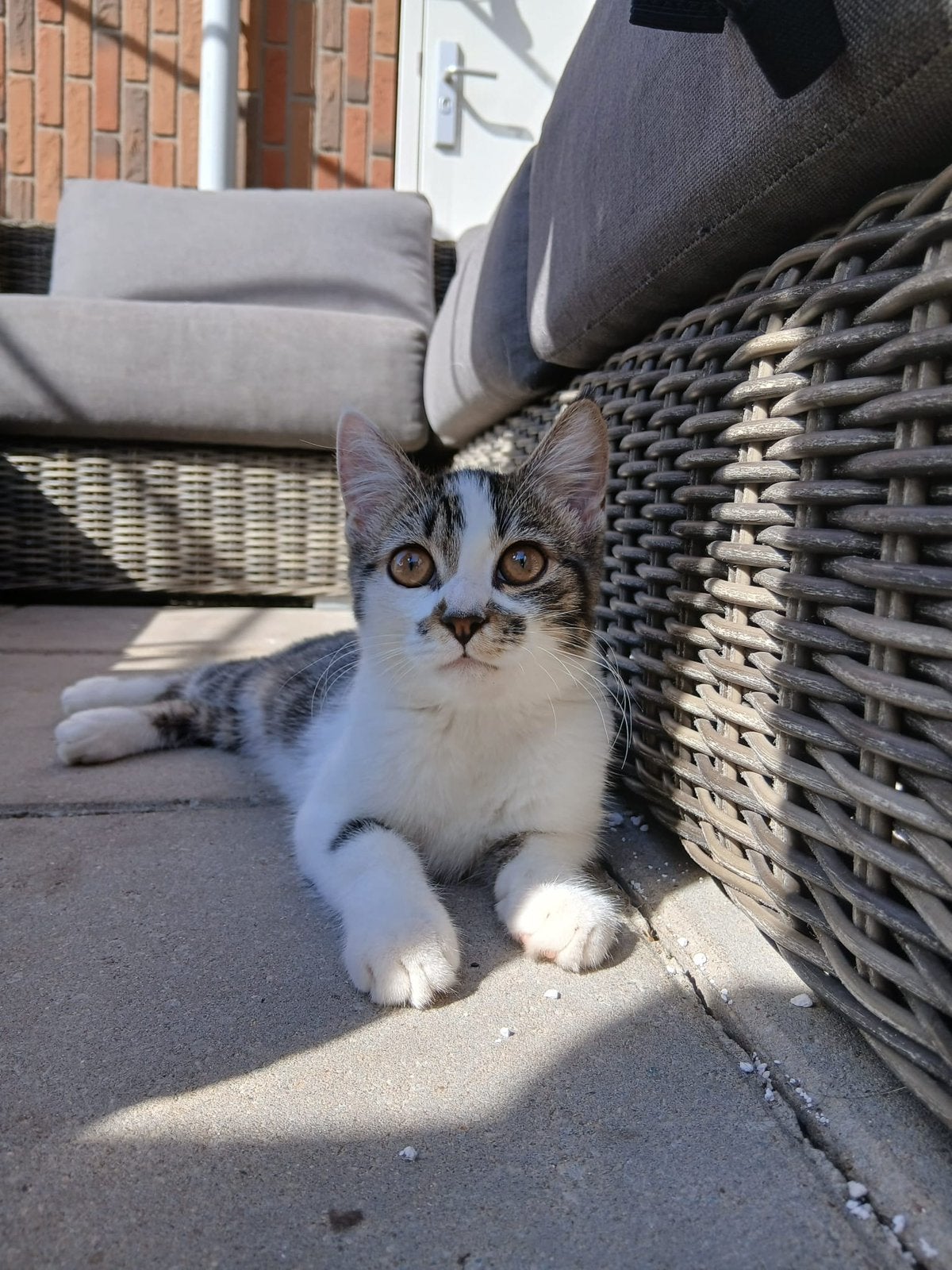 Kittens moeten snelweg, Meerdere dieren
