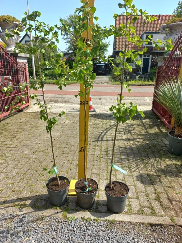 Ginkgo Biloba in pot 175cm, Bloeit niet, Overige soorten, 100 tot 250 cm, Ophalen